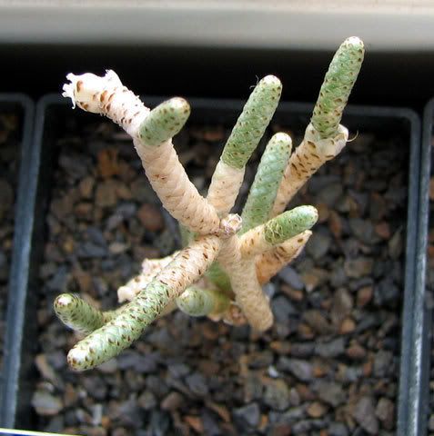 Avonia Kakteenforum Lithopsforum und Sukkulentenforum von Thomas Schmid